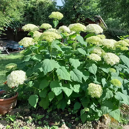 別荘 La Grange Le Plan